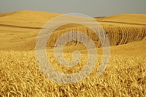 Wheat field 5