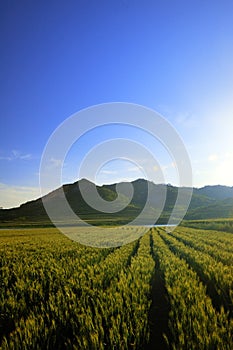 Wheat field