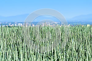 Wheat field