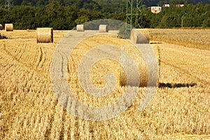 Wheat field