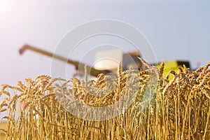 Wheat field