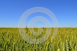 Wheat field.