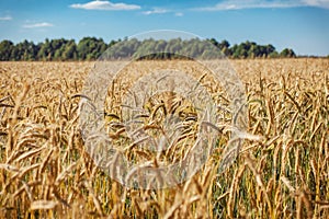 A wheat field