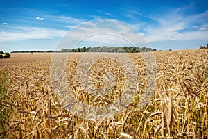 A wheat field