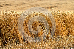 Wheat field