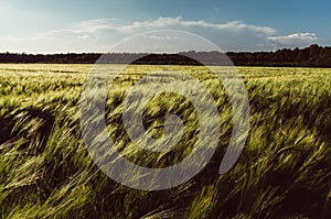 Wheat field