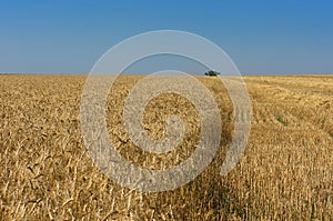 Wheat field