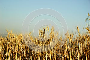 Wheat field