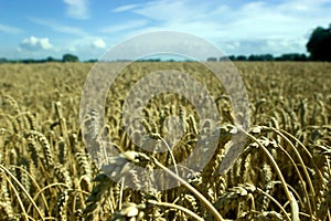 Wheat field