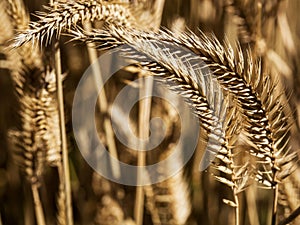 Wheat field