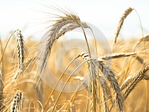 Wheat on the field