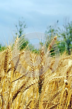 Wheat field