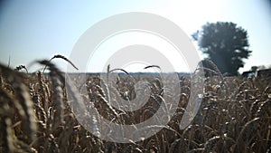 The wheat field 9