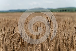 Wheat field