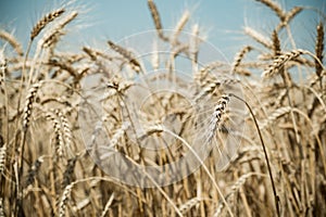 Wheat field