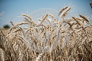 Wheat field