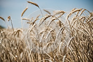 Wheat field