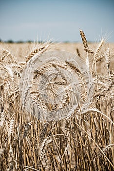 Wheat field