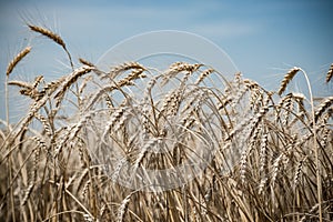 Wheat field