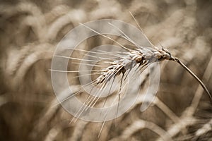 Wheat field