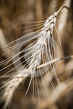 Wheat field