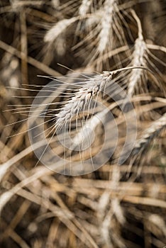 Wheat field