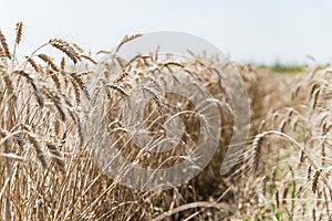 Wheat field