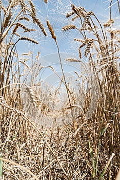 Wheat field