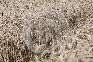 Wheat field