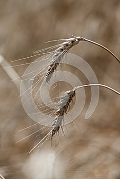 Wheat field