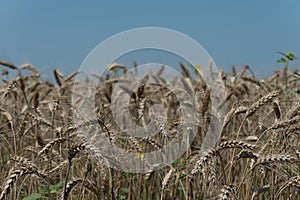 Wheat field