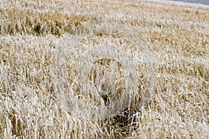 Wheat field