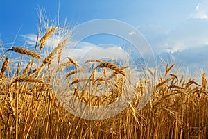 Wheat field