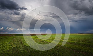 Wheat field adn sky in early summer photo