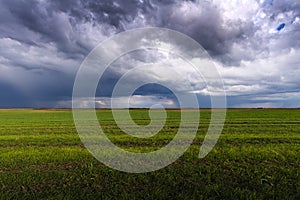 Wheat field adn sky in early summer photo