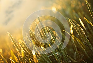Wheat field in the afternoon