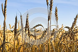 Wheat field against the blue sky.