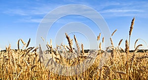 Wheat field against the blue sky.