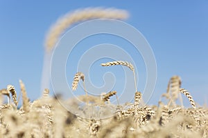 Wheat in a field against blue sky