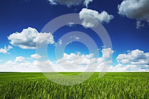 Wheat field against blue sky with white clouds. Agriculture scene