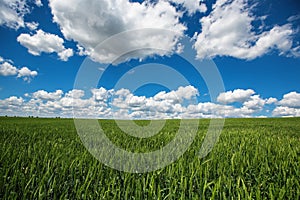 Wheat field against blue sky with white clouds. Agriculture scene