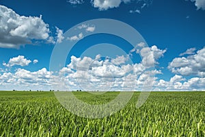 Wheat field against blue sky with white clouds. Agriculture scene