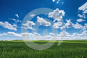 Wheat field against blue sky with white clouds. Agriculture scene