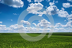 Wheat field against blue sky with white clouds. Agriculture scene