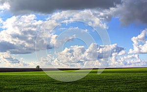 Wheat field against blue sky with white clouds. Agriculture scene