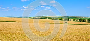 Wheat field against a blue sky. Wide photo