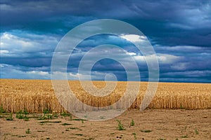 Wheat field against a dark blue sky