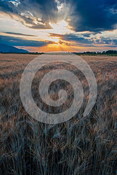 Wheat field against golden sunset