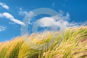 Wheat field against skies on windy day