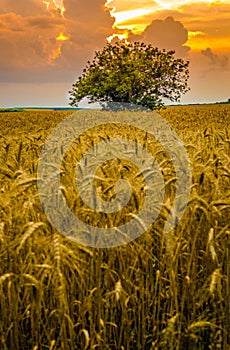 Wheat field against sunset sky